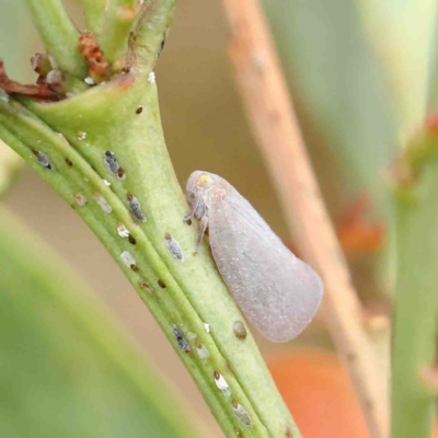 Anzora unicolor (Grey Planthopper) at O'Connor, ACT - 22 Jan 2023 by ConBoekel