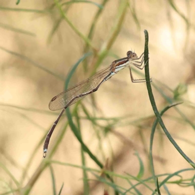 Austrolestes analis (Slender Ringtail) at Dryandra St Woodland - 22 Jan 2023 by ConBoekel