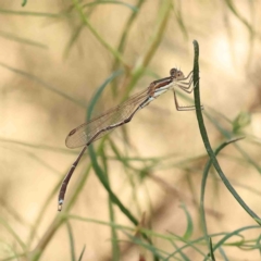 Austrolestes analis (TBC) at O'Connor, ACT - 22 Jan 2023 by ConBoekel