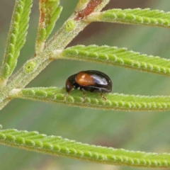 Chrysomelidae sp. (family) (Unidentified Leaf Beetle) at Dryandra St Woodland - 22 Jan 2023 by ConBoekel