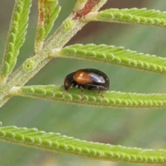 Chrysomelidae sp. (family) (Unidentified Leaf Beetle) at O'Connor, ACT - 23 Jan 2023 by ConBoekel