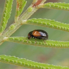 Chrysomelidae sp. (family) at O'Connor, ACT - 23 Jan 2023