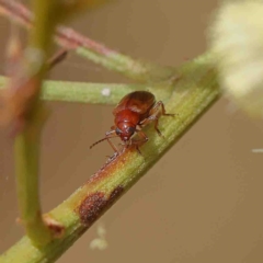 Eumolpinae (subfamily) (Unidentified Eumolpinae Leaf-beetle) at O'Connor, ACT - 22 Jan 2023 by ConBoekel