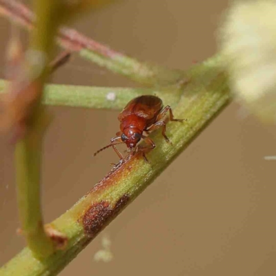 Eumolpinae (subfamily) (Unidentified Eumolpinae Leaf-beetle) at Dryandra St Woodland - 22 Jan 2023 by ConBoekel