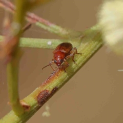 Unidentified Leaf beetle (Chrysomelidae) (TBC) at O'Connor, ACT - 22 Jan 2023 by ConBoekel
