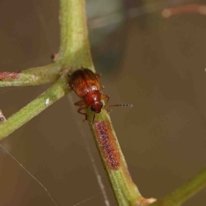 Eumolpinae (subfamily) at O'Connor, ACT - 23 Jan 2023 09:45 AM