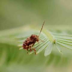 Cadmus (Brachycaulus) sp. (subgenus) (Cylinder leaf beetle) at O'Connor, ACT - 23 Jan 2023 by ConBoekel