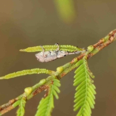 Titinia tenuis (Titinia weevil) at Dryandra St Woodland - 22 Jan 2023 by ConBoekel