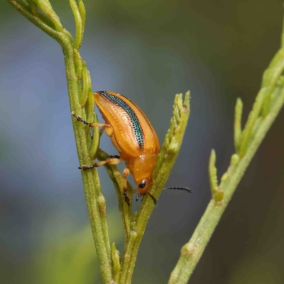 Calomela juncta (Leaf beetle) at O'Connor, ACT - 22 Jan 2023 by ConBoekel