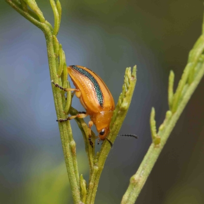 Calomela juncta (Leaf beetle) at Dryandra St Woodland - 22 Jan 2023 by ConBoekel