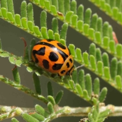 Peltoschema oceanica (Oceanica leaf beetle) at O'Connor, ACT - 22 Jan 2023 by ConBoekel