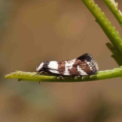 Isomoralla eriscota (A concealer moth) at Dryandra St Woodland - 23 Jan 2023 by ConBoekel