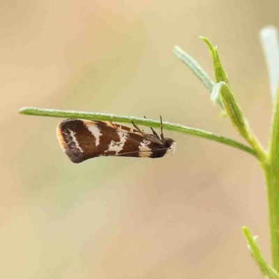 Isomoralla eriscota (A concealer moth) at Dryandra St Woodland - 22 Jan 2023 by ConBoekel