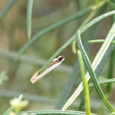 Scieropepla polyxesta (A Gelechioid moth (Xyloryctidae)) at Dryandra St Woodland - 22 Jan 2023 by ConBoekel