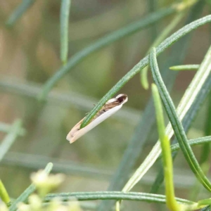 Scieropepla polyxesta at O'Connor, ACT - 23 Jan 2023