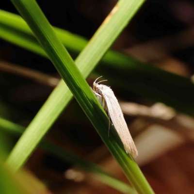 Scieropepla polyxesta (A Gelechioid moth (Xyloryctidae)) at Dryandra St Woodland - 22 Jan 2023 by ConBoekel