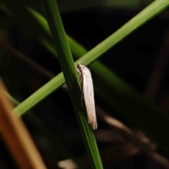 Scieropepla polyxesta at O'Connor, ACT - 23 Jan 2023 10:57 AM