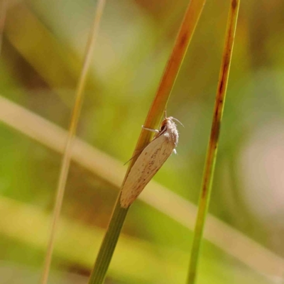 Scieropepla polyxesta (A Gelechioid moth (Xyloryctidae)) at Dryandra St Woodland - 22 Jan 2023 by ConBoekel