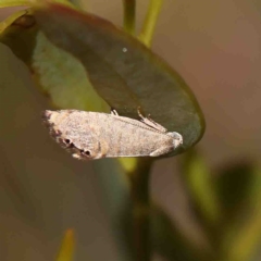 Eupselia melanostrepta (A Twig moth) at Dryandra St Woodland - 23 Jan 2023 by ConBoekel