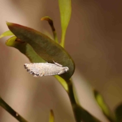 Eupselia melanostrepta at O'Connor, ACT - 23 Jan 2023