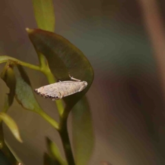 Eupselia melanostrepta at O'Connor, ACT - 23 Jan 2023