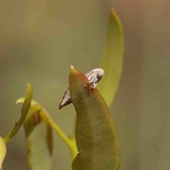 Eupselia melanostrepta at O'Connor, ACT - 23 Jan 2023