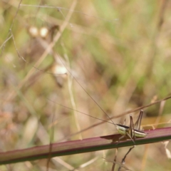 Conocephalus semivittatus (Meadow katydid) at Dryandra St Woodland - 23 Jan 2023 by ConBoekel