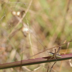 Conocephalus semivittatus (Meadow katydid) at O'Connor, ACT - 23 Jan 2023 by ConBoekel