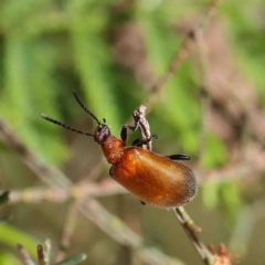 Ecnolagria grandis (Honeybrown beetle) at Dryandra St Woodland - 22 Jan 2023 by ConBoekel