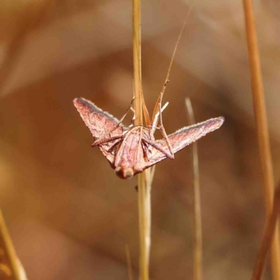 Endotricha pyrosalis (A Pyralid moth) at Dryandra St Woodland - 22 Jan 2023 by ConBoekel