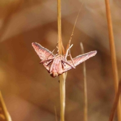 Endotricha pyrosalis (A Pyralid moth) at O'Connor, ACT - 22 Jan 2023 by ConBoekel