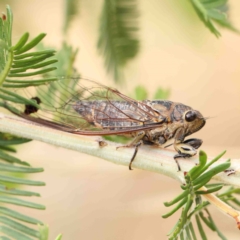 Galanga labeculata (Double-spotted cicada) at Dryandra St Woodland - 22 Jan 2023 by ConBoekel