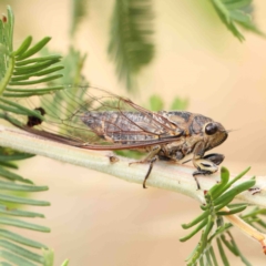 Galanga labeculata (Double-spotted cicada) at O'Connor, ACT - 22 Jan 2023 by ConBoekel