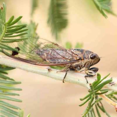 Galanga labeculata (Double-spotted cicada) at Dryandra St Woodland - 22 Jan 2023 by ConBoekel