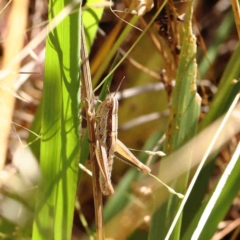 Macrotona australis (Common Macrotona Grasshopper) at O'Connor, ACT - 22 Jan 2023 by ConBoekel