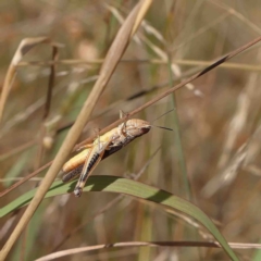 Macrotona australis (Common Macrotona Grasshopper) at O'Connor, ACT - 23 Jan 2023 by ConBoekel