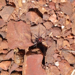 Habronestes sp. (genus) at O'Connor, ACT - 23 Jan 2023 11:39 AM