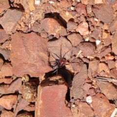 Habronestes sp. (genus) (An ant-eating spider) at O'Connor, ACT - 23 Jan 2023 by ConBoekel