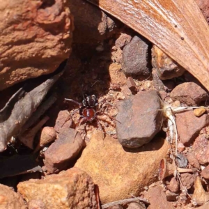 Habronestes sp. (genus) at O'Connor, ACT - 23 Jan 2023 11:39 AM