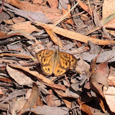 Heteronympha merope (Common Brown Butterfly) at Dryandra St Woodland - 23 Jan 2023 by ConBoekel