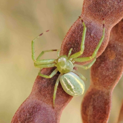 Lehtinelagia prasina (Leek-green flower spider) at Dryandra St Woodland - 22 Jan 2023 by ConBoekel