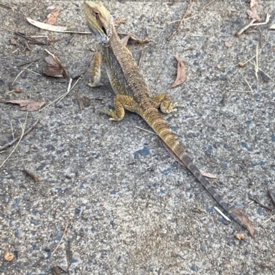 Pogona barbata (Eastern Bearded Dragon) at Aranda, ACT - 26 Jan 2023 by Jubeyjubes