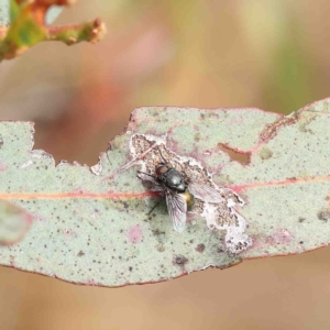 Tachinidae (family) at O'Connor, ACT - 23 Jan 2023