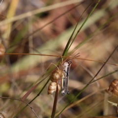 Macrotona australis (Common Macrotona Grasshopper) at O'Connor, ACT - 22 Jan 2023 by ConBoekel