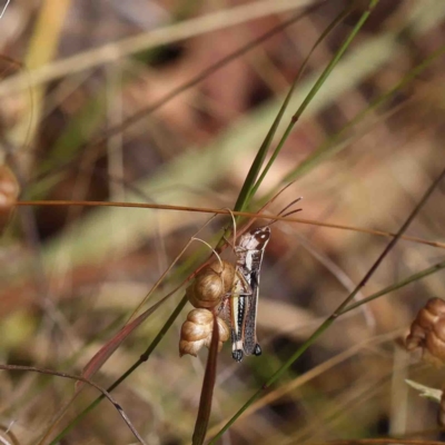 Macrotona australis (Common Macrotona Grasshopper) at Dryandra St Woodland - 22 Jan 2023 by ConBoekel