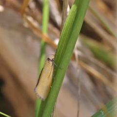 Telocharacta metachroa (A concealer moth) at Dryandra St Woodland - 22 Jan 2023 by ConBoekel