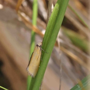 Telocharacta metachroa at O'Connor, ACT - 23 Jan 2023