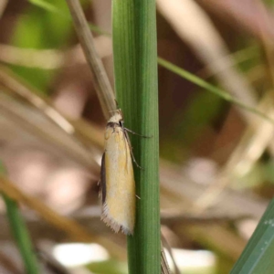 Telocharacta metachroa at O'Connor, ACT - 23 Jan 2023