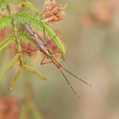 Rayieria acaciae (Acacia-spotting bug) at O'Connor, ACT - 23 Jan 2023 by ConBoekel