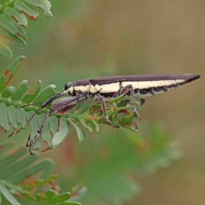 Rhinotia sp. (genus) at O'Connor, ACT - 23 Jan 2023